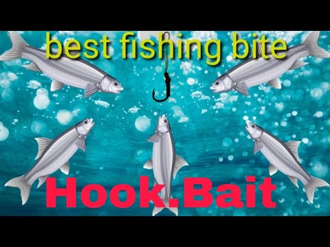 #FishingClub_fish_Hunting fishing Bait For Rohu & Mirgal best fishing