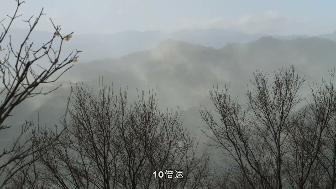 杉の花粉 ④ 富山のスギが話題に】花粉が出ない杉「はるよこい」が全国へ