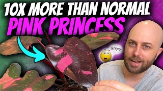 Why are some Pink Princesses still $500+? | 4 Plant Stories  Prices, Variegation, Tissue Culture...