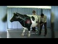استخدام الحبال في ترقيد الأبقار