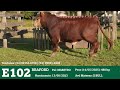 E102 - TOURO BRAFORD GERAÇÃO 2023 FAZENDA BASSO PANCOTTE