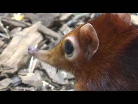 Steppeslurfhondje (Rhynchocyon petersi) - 2013-06-15
