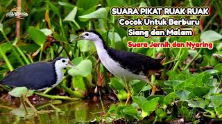 Suara Ruakruak Pikat Pemanggil Ruakruak Ribut  Durasi Panjang Cocok Untuk Berburu