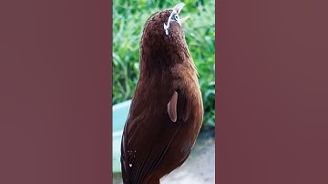 Thumbnail of Hwamei Bird