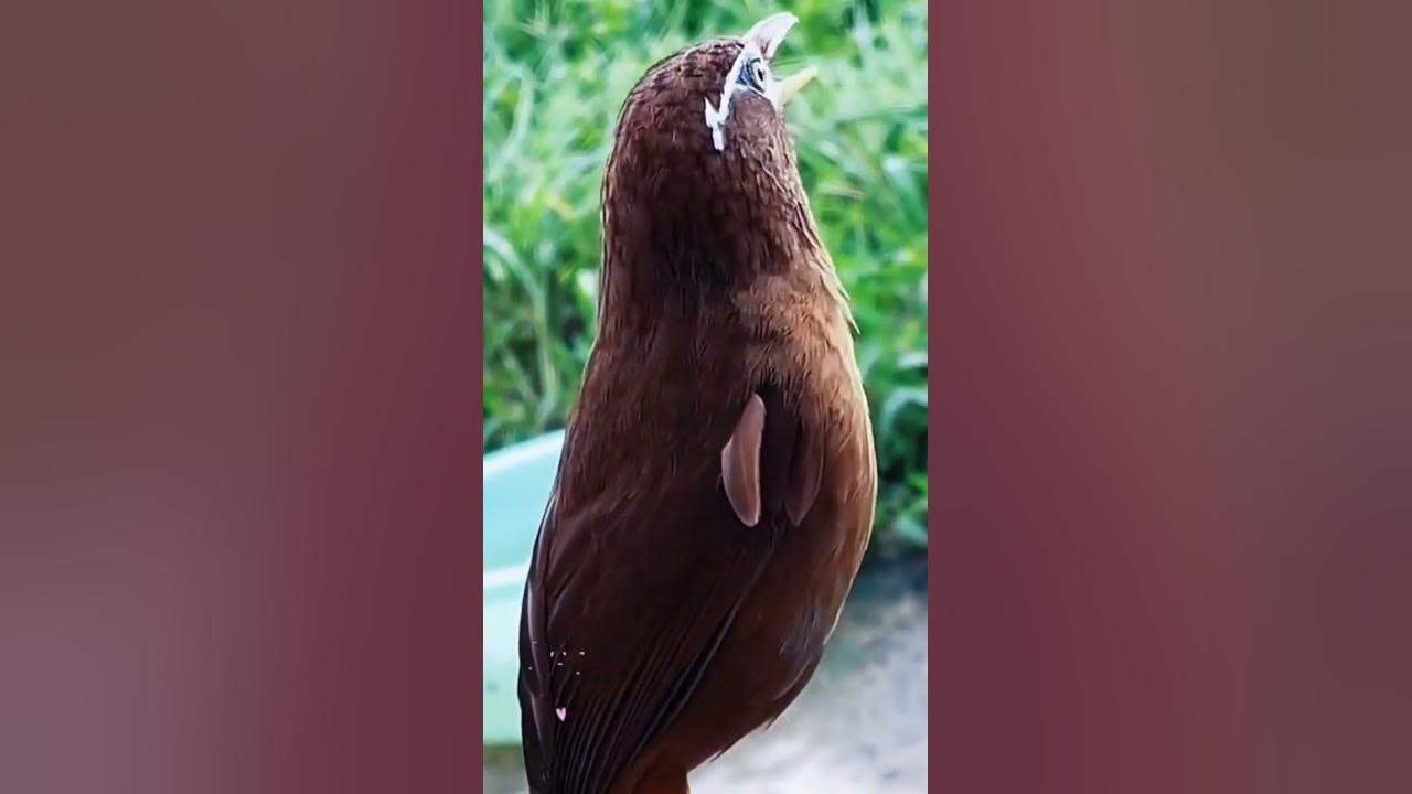 Hwamei Bird