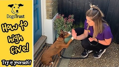 Teach your dog to high five! | Dogs Trust