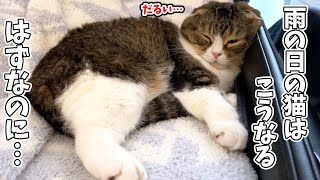 雨の日の猫はとっても眠くなるはずが、我が家には例外がいるようです…汗