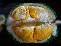 Bao Sheng Durian Farm Durian tasting with Bao Sheng the best organic durian in the world!