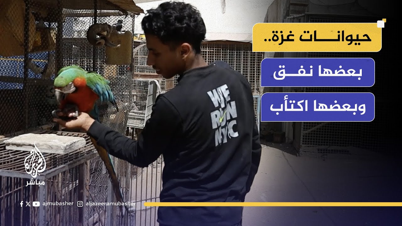 بعضها نفق وبعضها اكتأب.. حيوانات غزة مهددة بسبب القصف وإغلاق المعابر