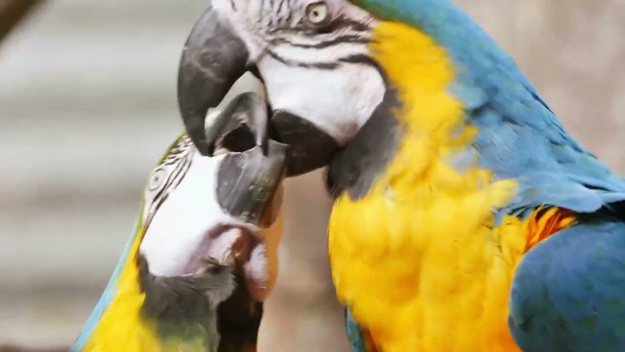 Unveil the Hidden Wonders of Wild Birds in a Winter Wonderland – Peaceful Winter Sounds