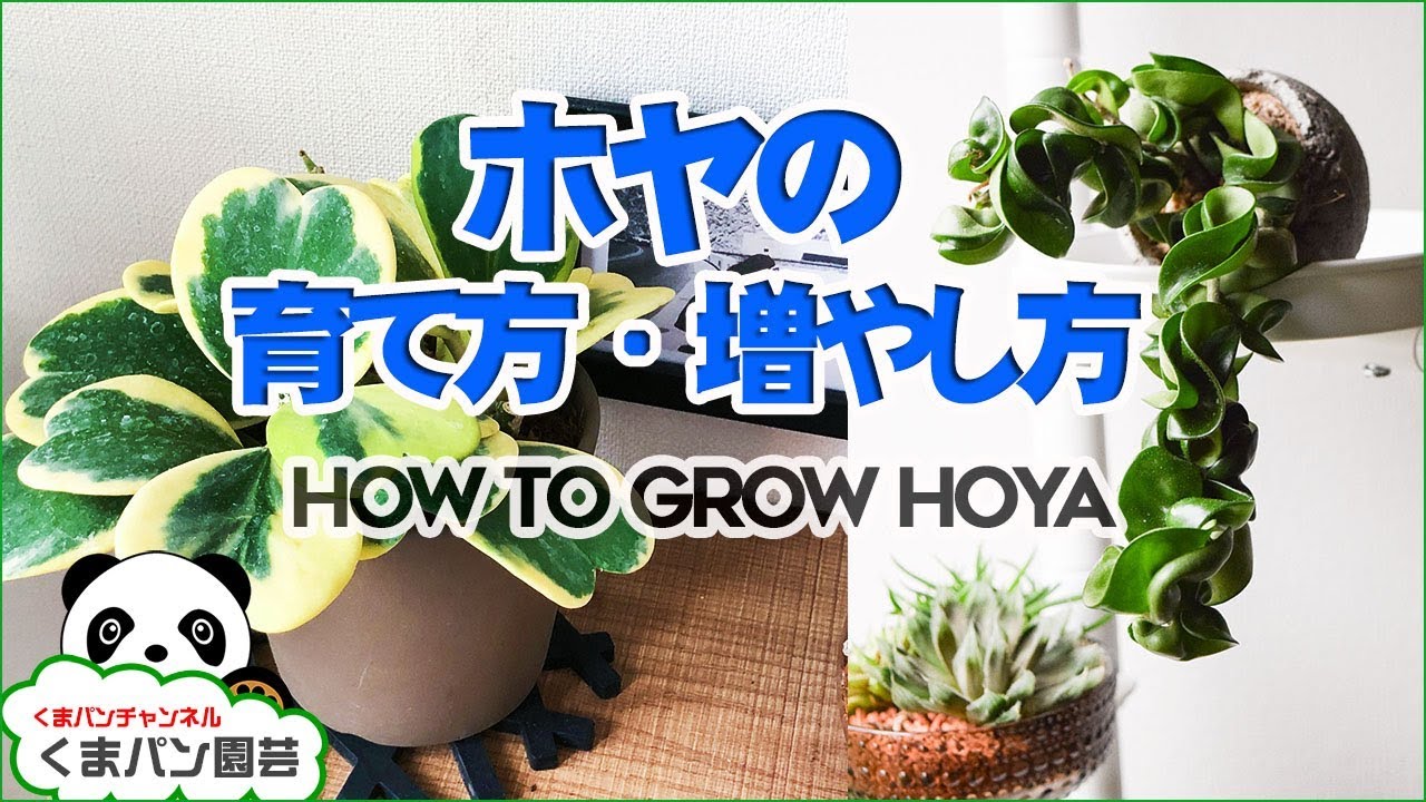 ホヤの育て方 増やし方 飾る コレクション 観葉植物 くまパン園芸 Youtube