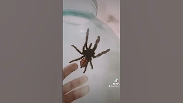 Нашёл в подвале огромного паука ;)