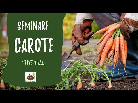 Seminare carote: come