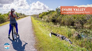 How to Visit Shark Valley in Everglades National Park, Florida