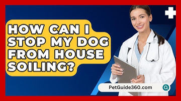 How Can I Stop My Dog From House Soiling? - PetGuide360.com