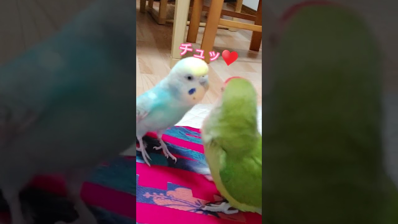 ショート インコのキスと勘違い Misunderstood As A Parakeet Kiss Youtube