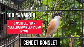 burung cendet gacor Full isian BONGKAR MATERI pancingan cendet agar BUNYI