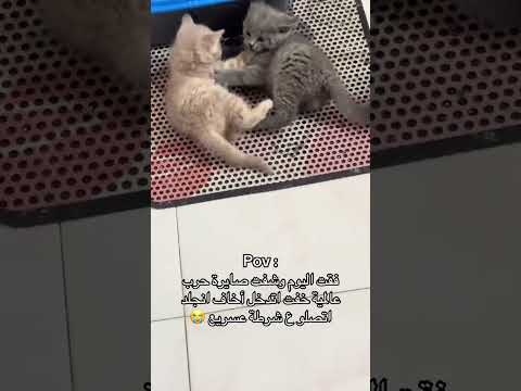 شوفو هواش القطط     