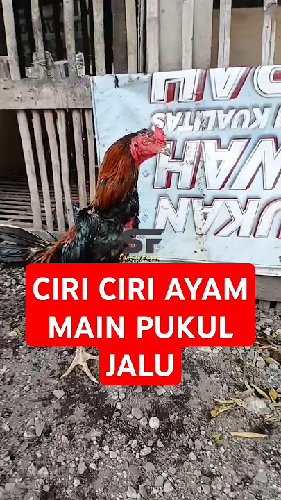 Ciri ciri ayam pukul jalu super brakot #ayambangkok #kakiayam #rooster