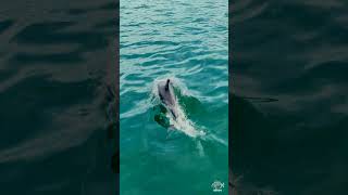 Golfiños #SardineRun en Galicia
