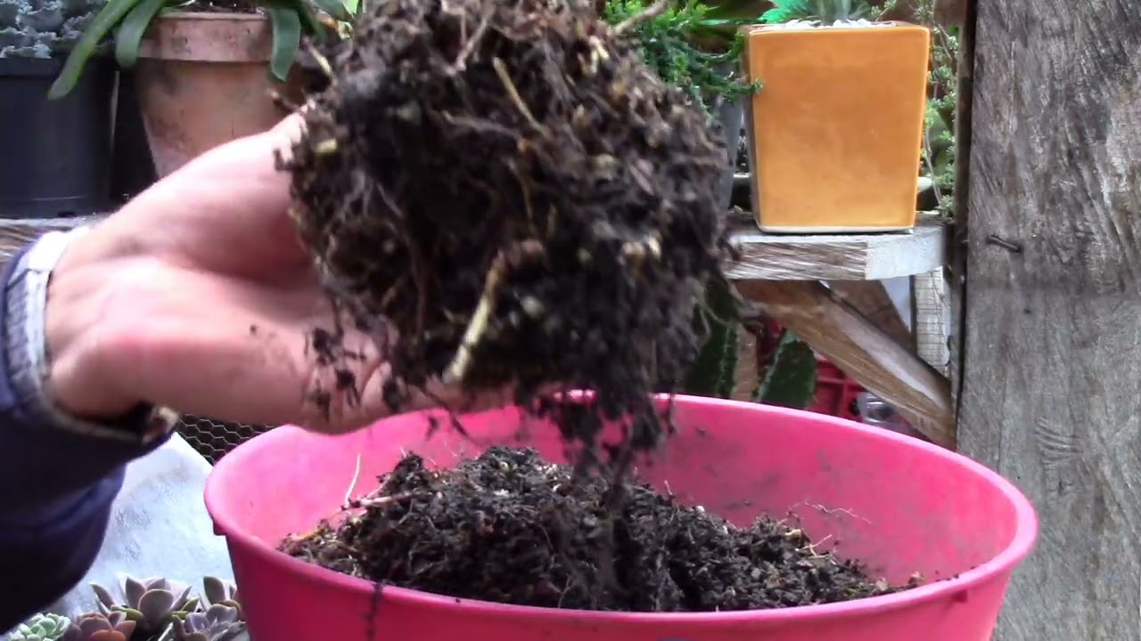 CYCA REVOLUTA trasplante