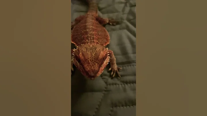 #spongebob #hiphop #rap #music #beardeddragon #reptiles #lizard #reptile #cute #fypシ #fyp #goviral