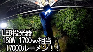 LED投光器使用、真ん中の三連棟で誘引作業