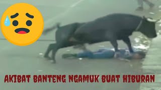 EDAN BANTENG BUAT HIBURAN || DI SERUDUK BANTENG MALAH CENGAR CENGIR