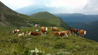 Mucche al pascolo - Val Pusteria - Dolomiti