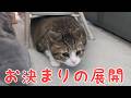最後はお決まりの展開に。vol.1550