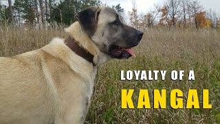 LOYALITY OF A KANGAL | 11 MONTH OLD KANGAL | TURKISH KANGAL DOG by Ash The Kangal 1,625 views 1 year ago 2 minutes, 9 seconds