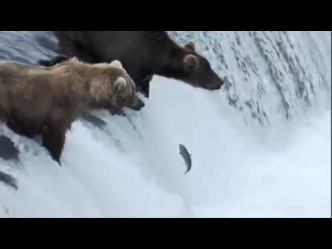 "Dweller On The Threshold" Van Morrison by hogger13 on YouTube