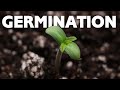 How to germinate cannabis seeds directly in soil  weed pot  marijuana plant and sprouting
