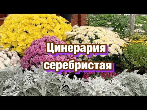 Видео: Цинерария: засаждане и грижи