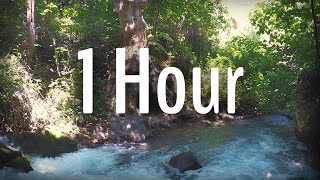 The fast moving source of the Jordan River - Banias Stream - 1 hour