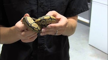 Baby Orange Ghost Ball Python
