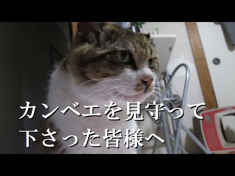 いつもの日常そこには今もカンベエが - YouTube