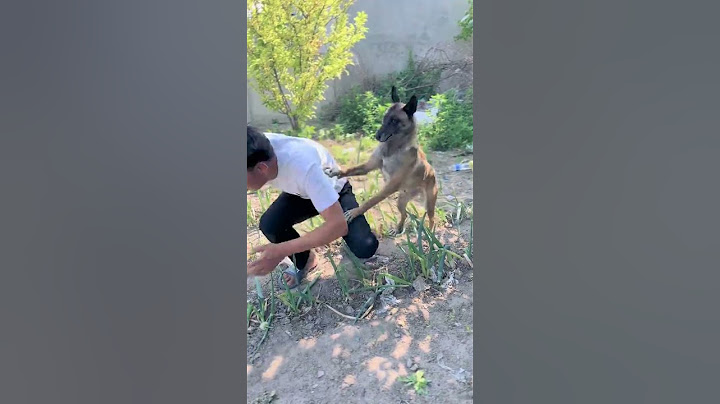 In a critical moment, the dog's emergency rescue is awesome!