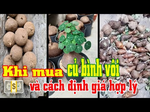 Video Khi mua củ bình vôi và cách định giá hợp lý- Stephania... - youtube