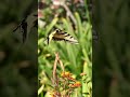 Swallowtail’s Graceful Flight   #butterfly #macrovideo
