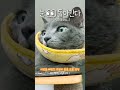 눈동자 굴리는 고양이👀❣️😹👁️👁️#shorts #shortsvideo #funnycat #catthings #stupide