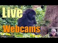 Internet Schätze gegen Sorgen ► Live Webcams ► Wilde Tiere in freier Wildbahn