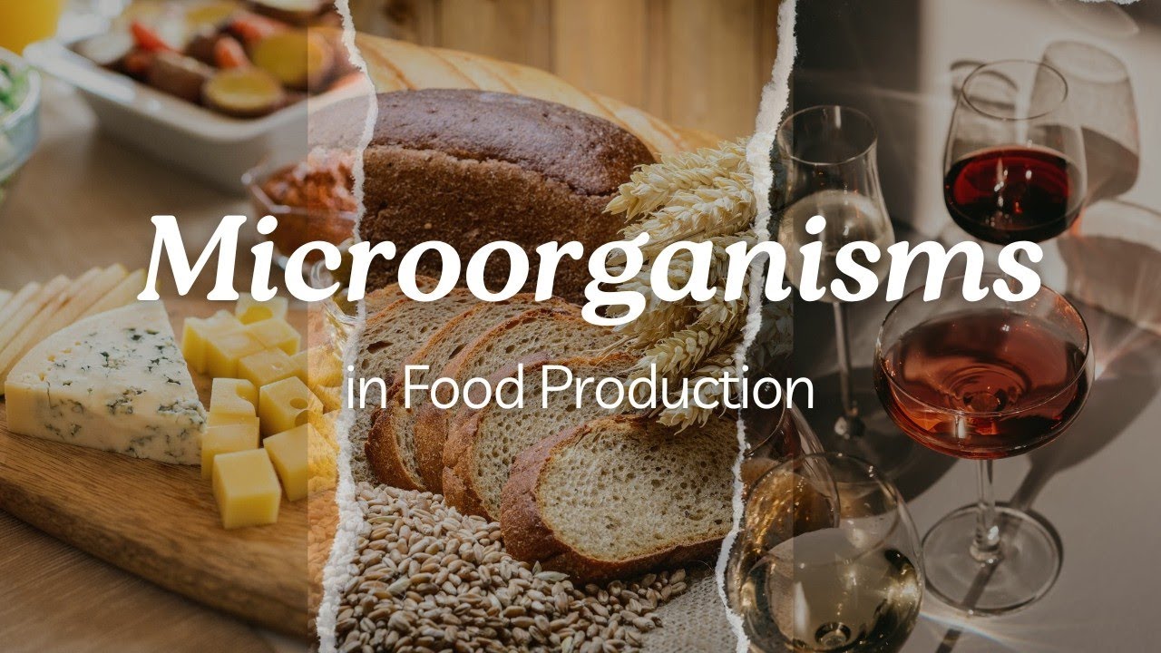 Introduction &Importance of Microorganisms | Food Microbiology |SNS Institutions