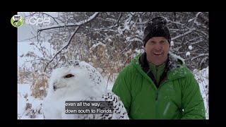 Wild Kratts Intro And Theme Song From Snowy Owl Invasion