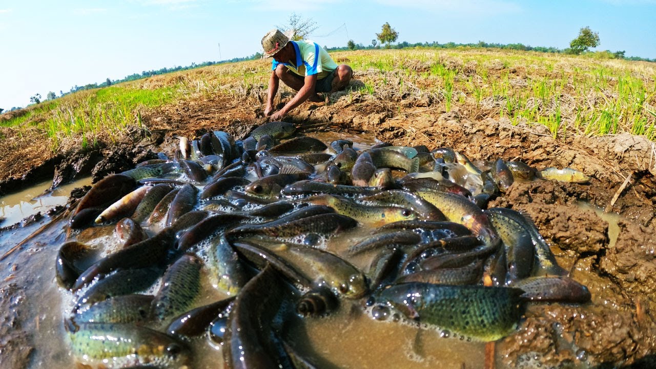 amazing fishing! catch a lot of fish i n the rice fields a fisherman catching lots of fish by hand