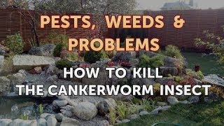 How to Kill the Cankerworm Insect