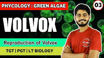 Chlorophyceae : Volvox Algae in Hindi | Reproduction of Volvox in Hindi | TGT PGT BIOLOGY | 03