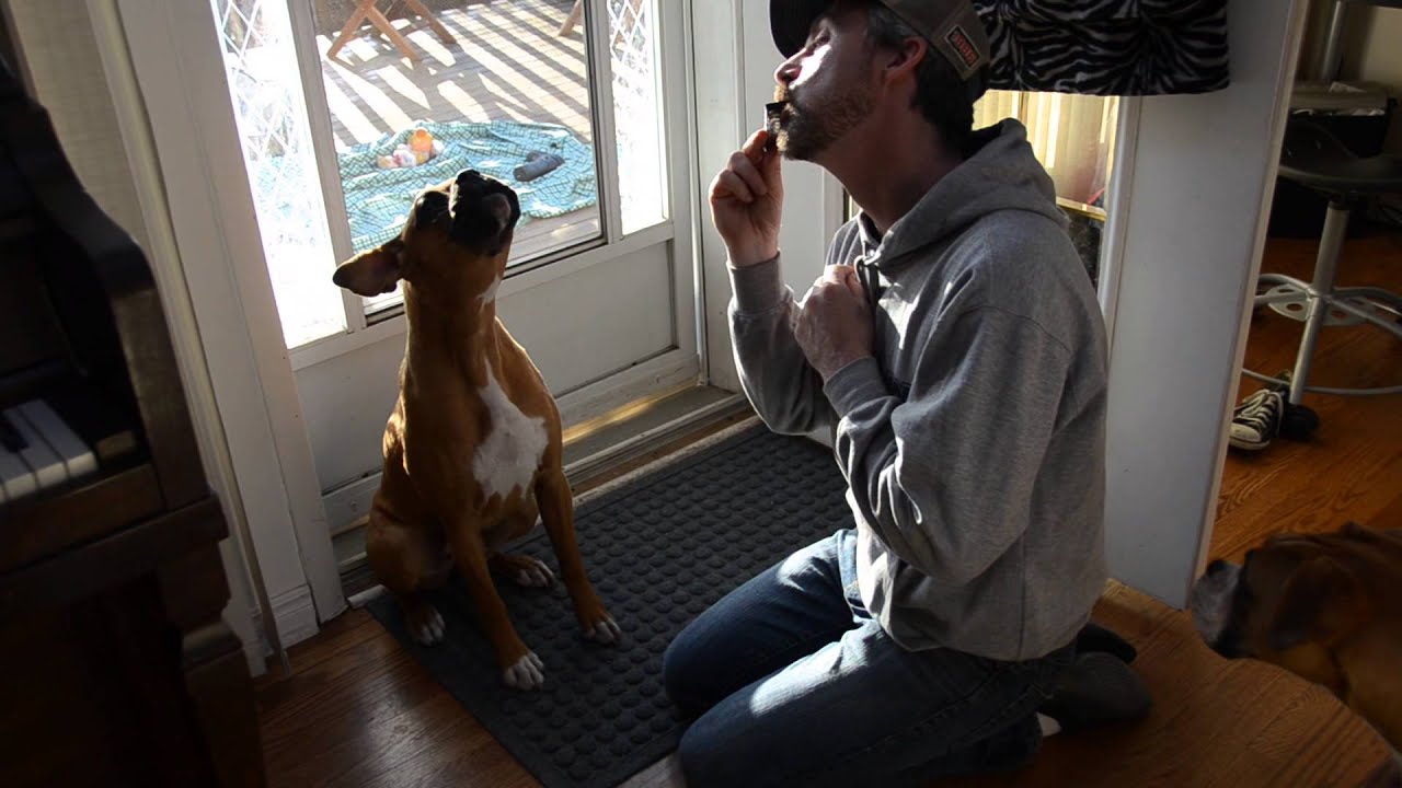 Do Harmonicas Hurt Dogs Ears