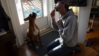 Boxer (Zero) Howling at the Harmonica