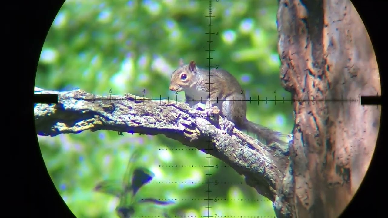 Squirrel Hunting Pesting PCP Airgun FX Impact .30 Air Rifle demolitia